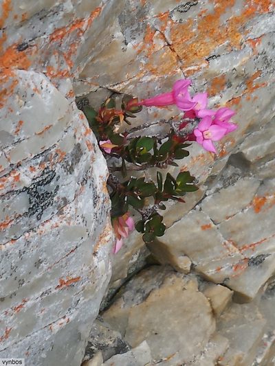 Penaea rupestris, photographed by Chris Vynbos