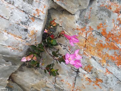 Penaea rupestris, photographed by Chris Vynbos