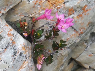 Penaea rupestris, photographed by Chris Vynbos