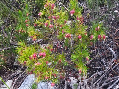 Erica lanuginosa, photographed by Chris Vynbos