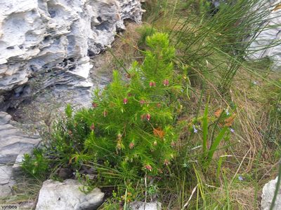 Erica lanuginosa, photographed by Chris Vynbos