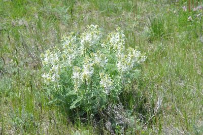 Astragalus drummondii, photographed by Brian Dickerson