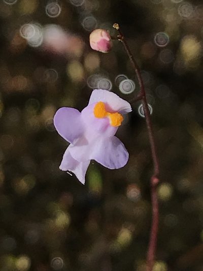 Utricularia biceps, photographed by william_hoyer