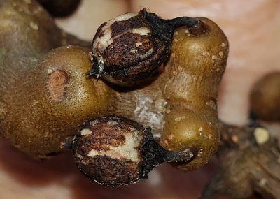 Hovenia dulcis, photographed by alessandradalia