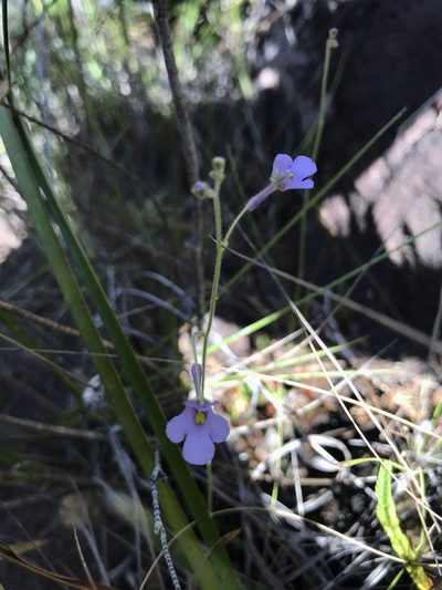 Genlisea flexuosa, photographed by william_hoyer