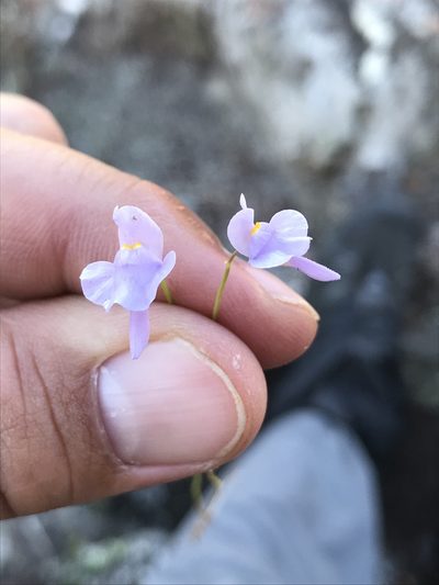 Utricularia tricolor, photographed by william_hoyer