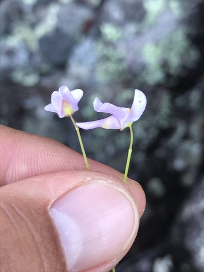 Utricularia tricolor, photographed by william_hoyer