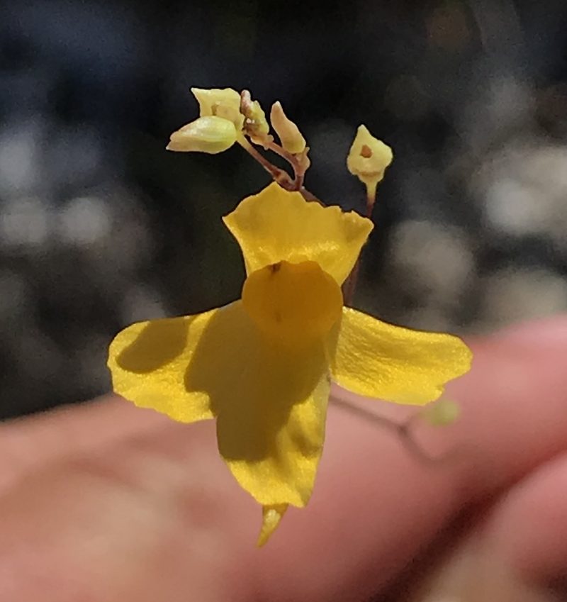 Utricularia nervosa, photographed by william_hoyer