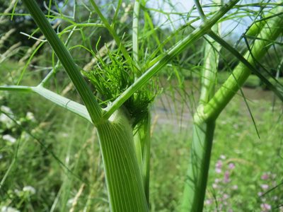 Anethum graveolens, photographed by Andreas Rockstein
