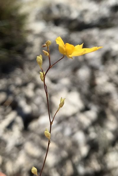 Utricularia nervosa, photographed by william_hoyer