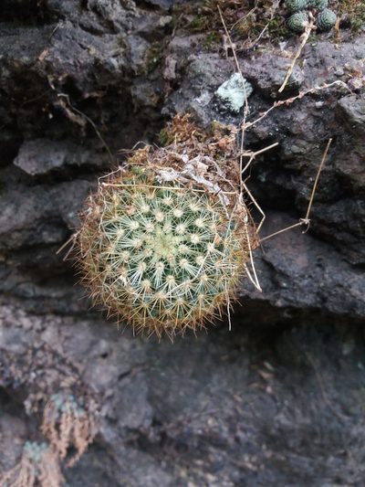 Mammillaria rhodantha, photographed by Israel Castorena Lemus