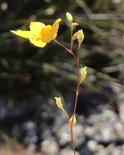 Utricularia nervosa, photographed by william_hoyer