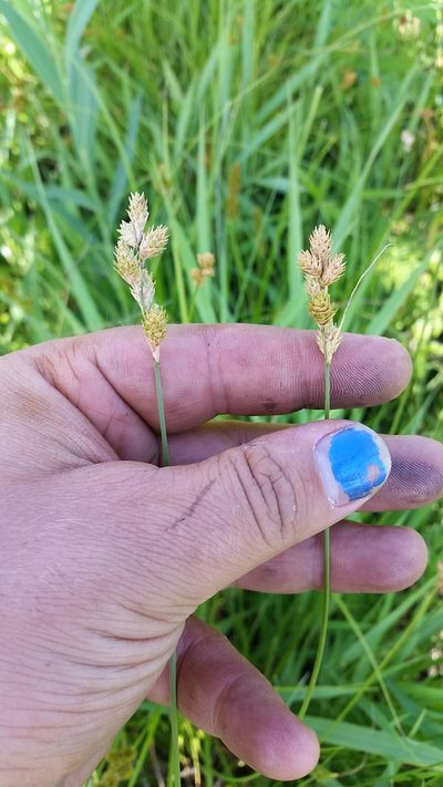 Carex bicknellii, photographed by Evan Barker