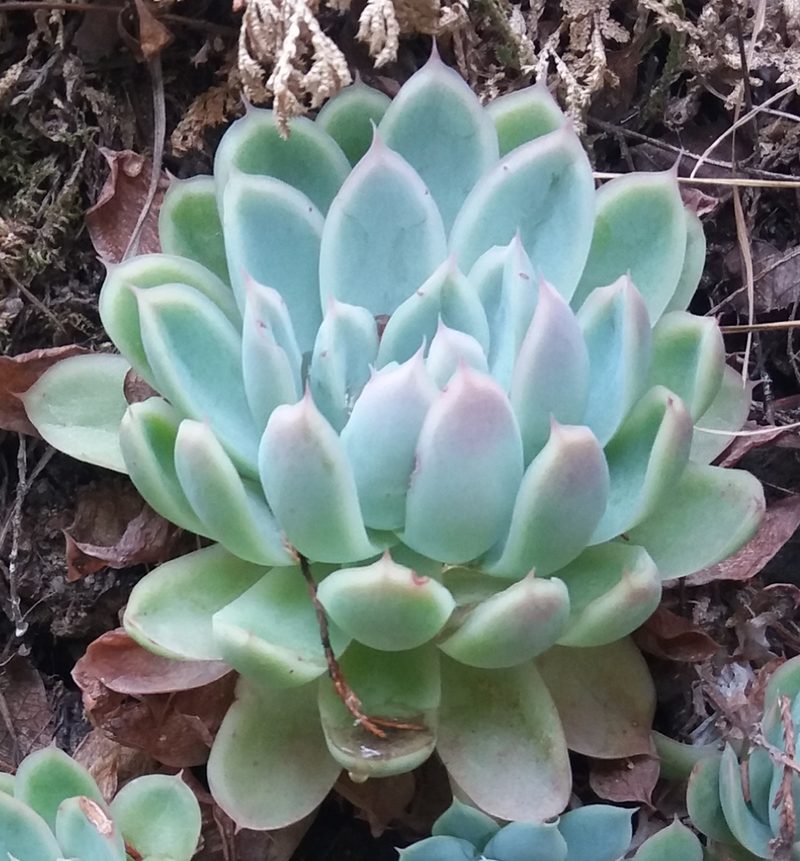 Echeveria elegans, photographed by Israel Castorena Lemus