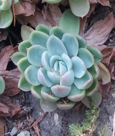 Echeveria elegans, photographed by Israel Castorena Lemus
