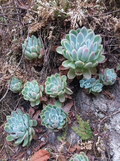 Echeveria elegans, photographed by Israel Castorena Lemus