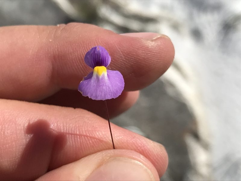 Utricularia purpureocaerulea, photographed by william_hoyer