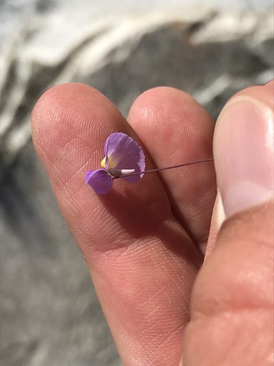 Utricularia purpureocaerulea, photographed by william_hoyer