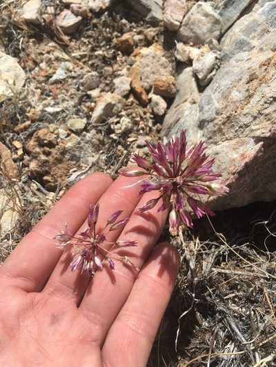 Allium atrorubens, photographed by Martin Purdy