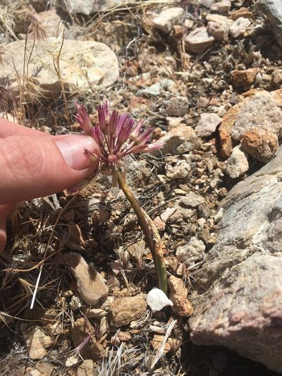 Allium atrorubens, photographed by Martin Purdy