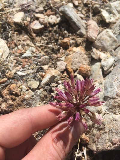 Allium atrorubens, photographed by Martin Purdy