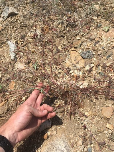 Astragalus inyoensis, photographed by Martin Purdy