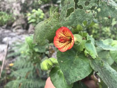 Pavonia viscosa, photographed by william_hoyer