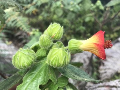 Pavonia viscosa, photographed by william_hoyer