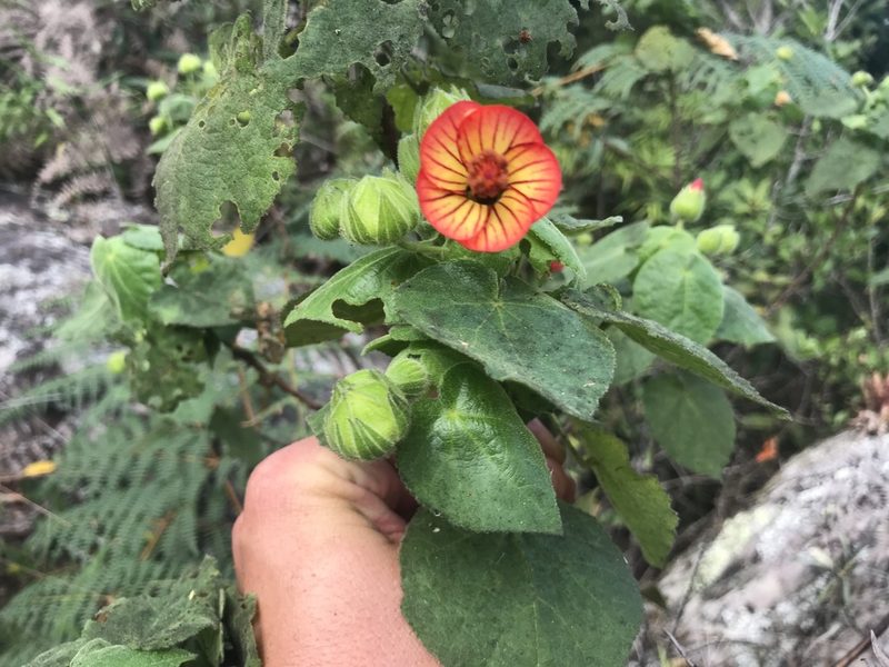 Pavonia viscosa, photographed by william_hoyer