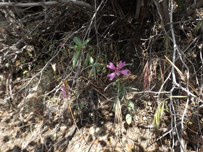 Clarkia xantiana, photographed by Amy