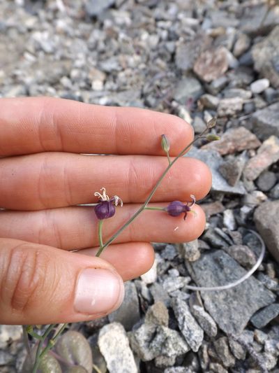 Streptanthus amplexicaulis, photographed by Amy