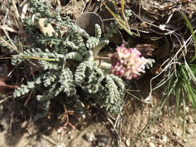 Chaenactis santolinoides, photographed by Amy