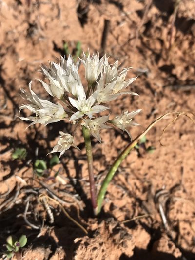 Allium nevadense, photographed by Robbie Hannawacker