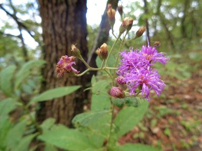 Vernonia greggii, photographed by Luc Wyn