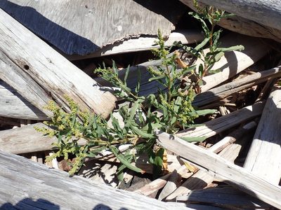 Rumex transitorius, photographed by Randal