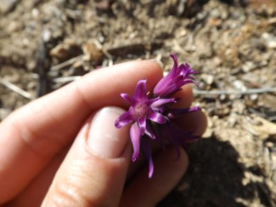 Allium fimbriatum, photographed by Amy