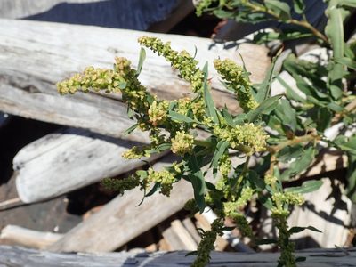 Rumex transitorius, photographed by Randal