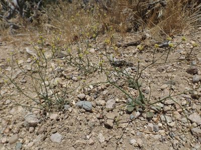 Eriogonum pusillum, photographed by Amy