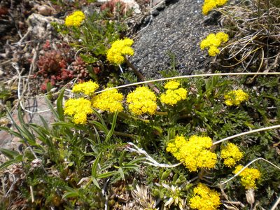 Cymopterus alpinus, photographed by Peter Quakenbush