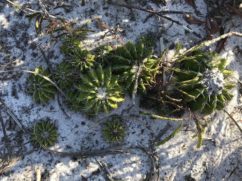 Discocactus pseudoinsignis, photographed by william_hoyer