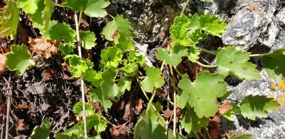 Heuchera bracteata, photographed by dande