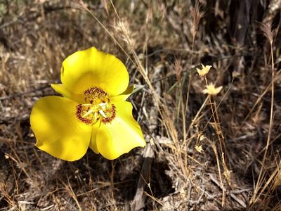 Calochortus concolor, photographed by sdash