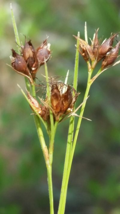 Rhynchospora baldwinii, photographed by Jay Horn