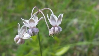 Asclepias cinerea, photographed by Jay Horn