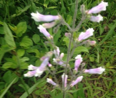 Penstemon pallidus, photographed by jerr17