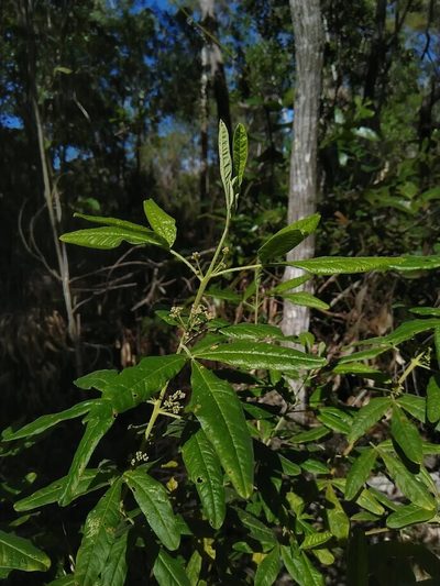 Zieria euthadenia, photographed by Tony van Kampen