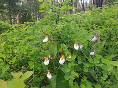 Cypripedium montanum, photographed by Kate