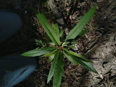 Astrotricha umbrosa, photographed by Tony van Kampen