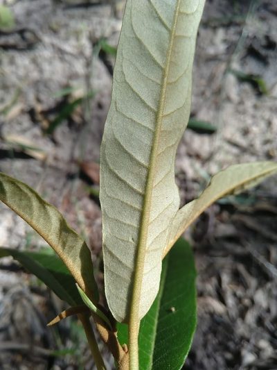 Astrotricha umbrosa, photographed by Tony van Kampen