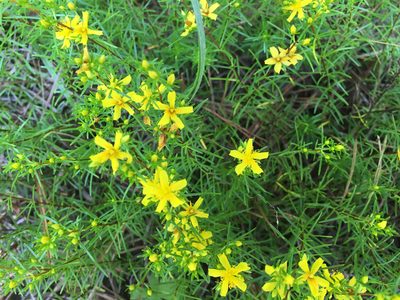 Hypericum lloydii, photographed by Alan Weakley